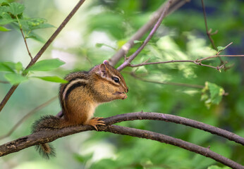 Eastern Chipmunk eating a nut a tree in Central Park, New York City