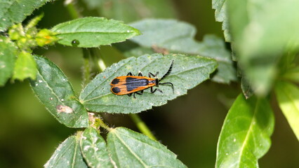 Orange and black insect nymph on a leaf in the Intag Valley outside of Apuela, Ecuador