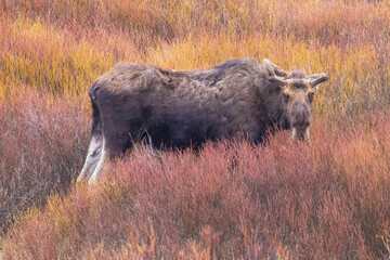 A wild bull moose foraging in a field in Grand Teton National Park in Wyoming.
