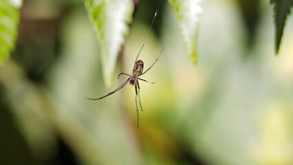 Orchard spider in a web in the Intag Valley outside of Apuela, Ecuador