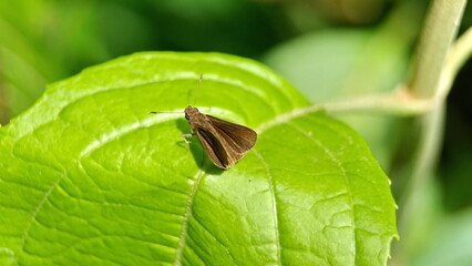 Brown skipper butterfly on a leaf in the Intag Valley outside of Apuela, Ecuador