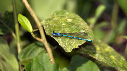 Blue damselfly on a leaf in the Intag Valley outside of Apuela, Ecuador