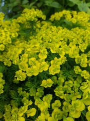 yellow flowers background