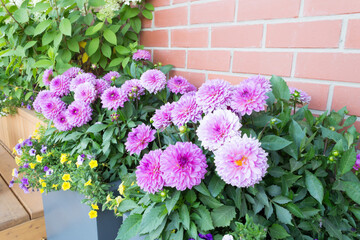 Wood chair in the flowers garden on summer. Wood chair in the flowers garden.