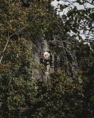Climber in the rock wall between trees