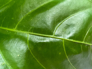 natural background and plaster