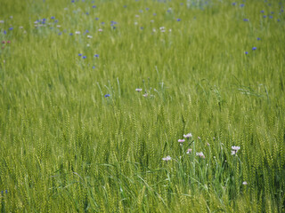小麦畑と花