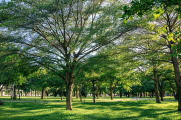 Fototapeta na wymiar Green tree nature landscape in summer season.