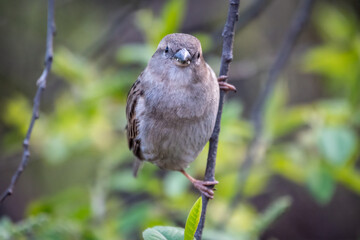 Sparrow sitting on a green branch in spring. Sparrow with playful poise on branch in spring or summer