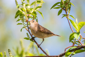 Common chiffchaff, lat. phylloscopus collybita, sitting on branch of bush in spring and looking for food