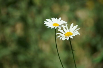 Fototapeta premium daisies in a field