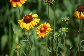 Fototapeta premium field of flowers