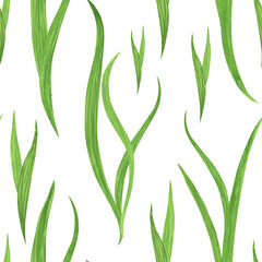 Seaweed algae seamless pattern on white background. Watercolor hand drawing illustration. Art for decoration and design