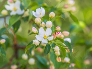 White blossoming apple trees. White apple tree flowers