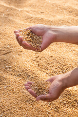Ripe golden wheat ears in hand the farmer