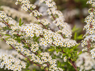 Beautiful white flowers Spirea aguta or Brides wreath.