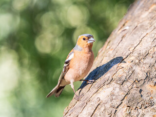 Common chaffinch, Fringilla coelebs, sits on a tree. Common chaffinch in wildlife.