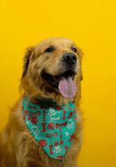 very attractive golden retriever dog with accessories such as glasses, neckerchief, hat. on a mustard yellow background