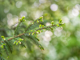 Fir branches with fresh shoots in spring.
