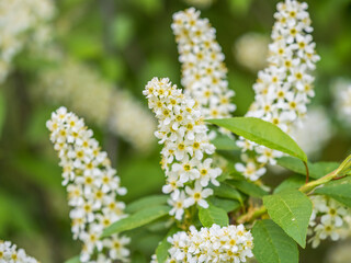 White flowers blooming bird cherry. Close-up of a Flowering Prunus padus Tree with White Little Blossoms