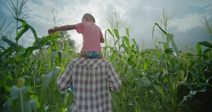 An Asian male farmer carrying his smiling son on his shoulders and neck happily, walks into a cornfield as the sun's flare shines through beautifully.