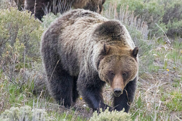 Obraz na płótnie Canvas A wild grizzly bear known as 
