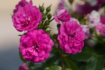 pink and purple roses