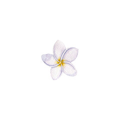 watercolor drawing tropical flower of plumeria , frangipani isolated at white background , hand drawn illustration