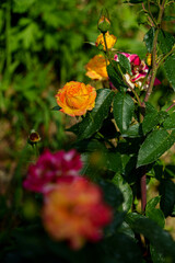 red and yellow roses