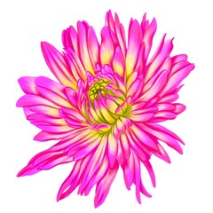 drawing flower of dahlia isolated at white background , hand drawn botanical illustration