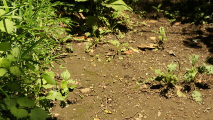 自然、公園、森、水辺、夏、紫陽花