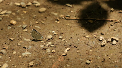 自然、公園、森、水辺、夏、紫陽花