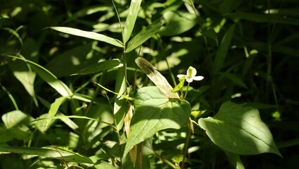 自然、公園、森、水辺、夏、紫陽花