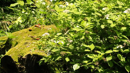 森、夏、自然公園、虫