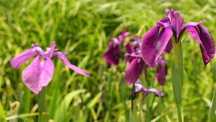森、夏、自然公園、虫