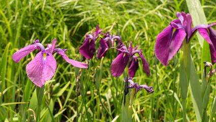 森、夏、自然公園、虫