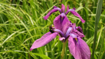 森、夏、自然公園、虫
