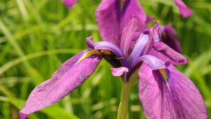 森、夏、自然公園、虫