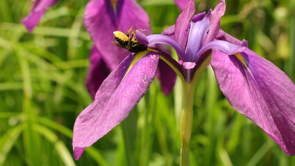 森、夏、自然公園、虫