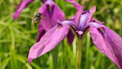 森、夏、自然公園、虫