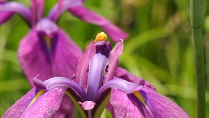 森、夏、自然公園、虫