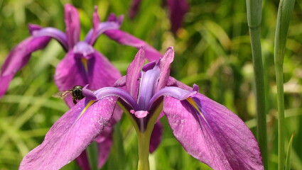 森、夏、自然公園、虫