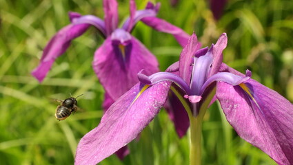森、夏、自然公園、虫