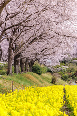 Fototapeta premium 満開の桜と菜の花