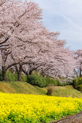 満開の桜と菜の花
