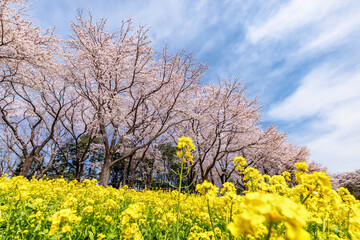 満開の桜と菜の花