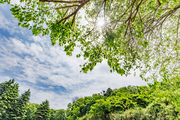 新緑が綺麗な瑞々しい春の植物