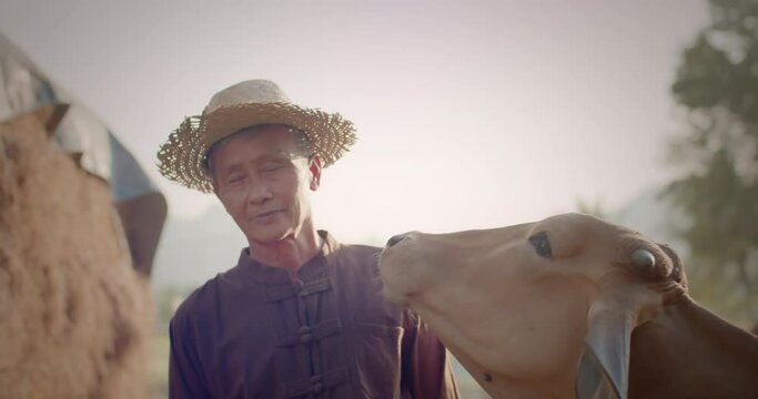 Slow-motion scene of a happy smiling Asian male farmer wearing a brown native shirt, an elderly native, standing in a plantation at sunset, lit up with an orange glow, 