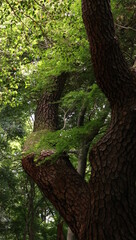 自然、公園、森、水辺、夏、紫陽花