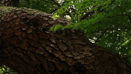 森、夏、自然公園、虫